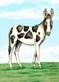 Donkey and Mule Art - Mammoth Donkey